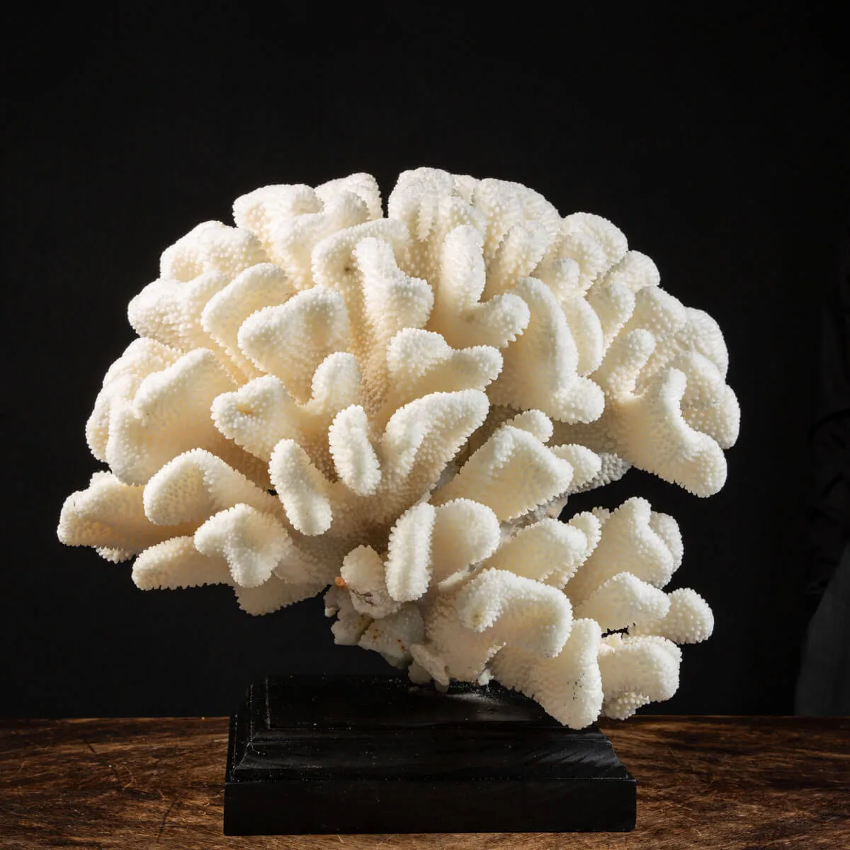 Pocillopora Meandrina