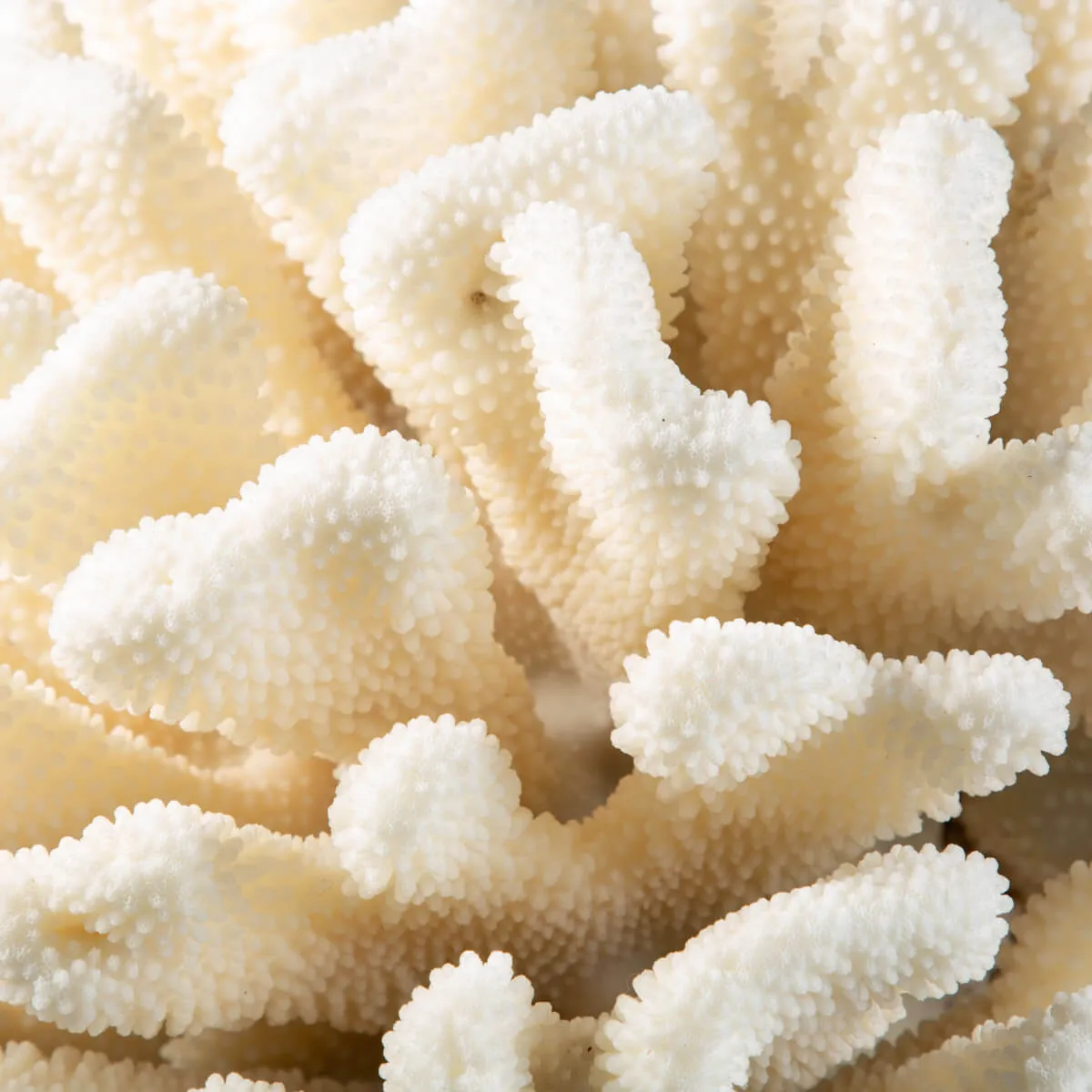 Pocillopora Meandrina