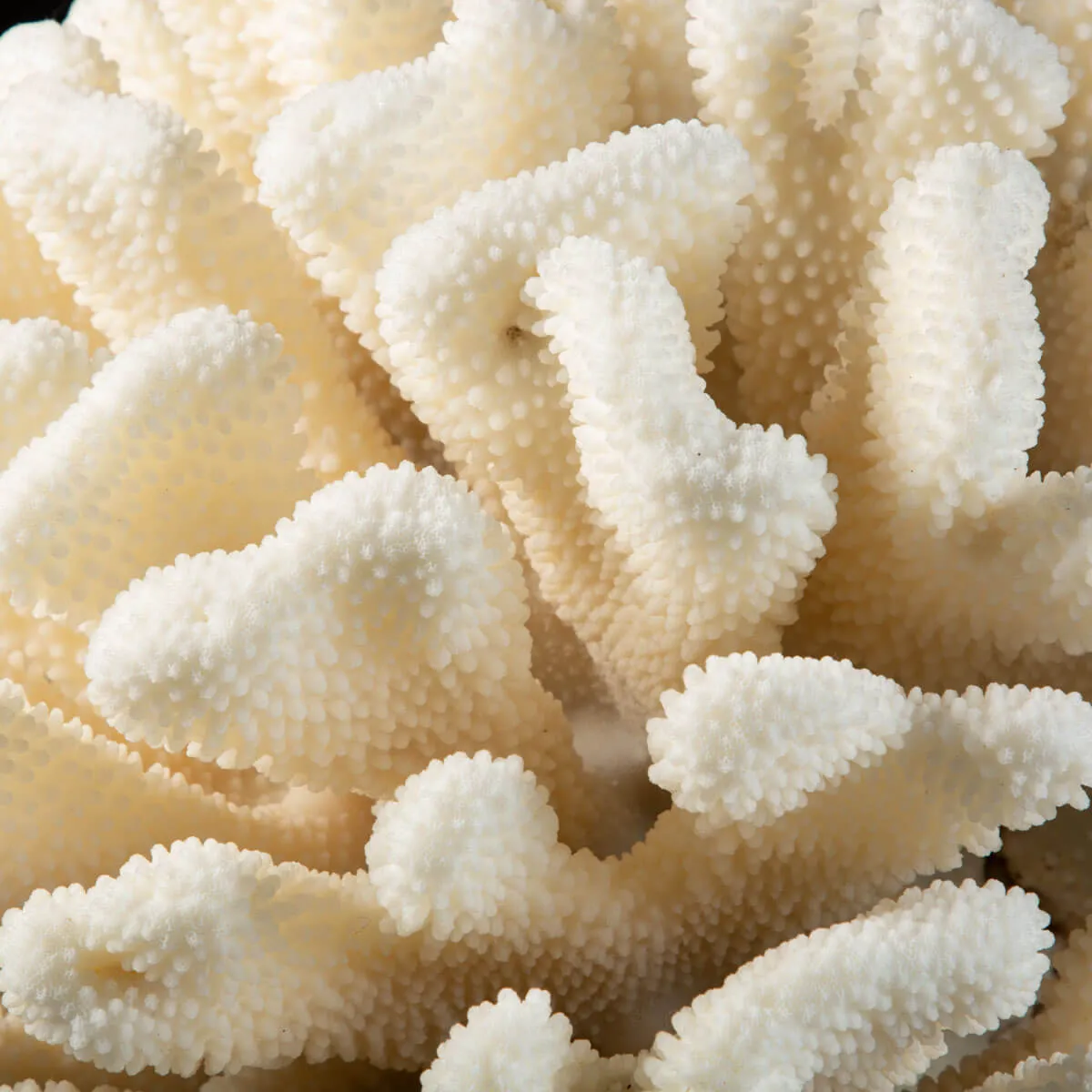 Pocillopora Meandrina