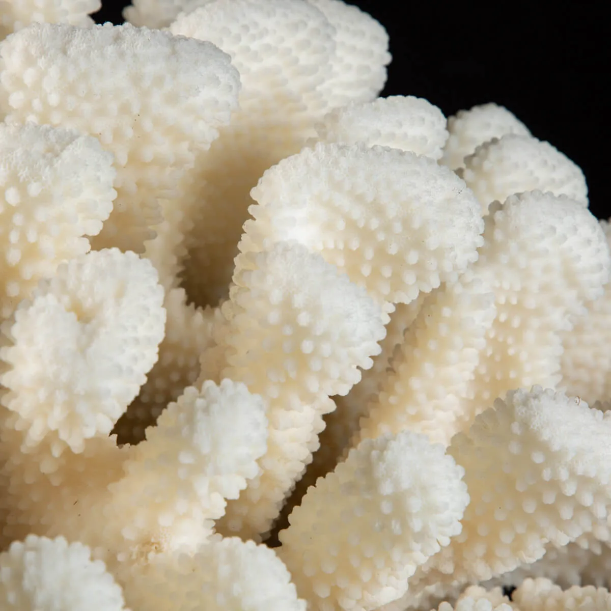 Pocillopora Meandrina