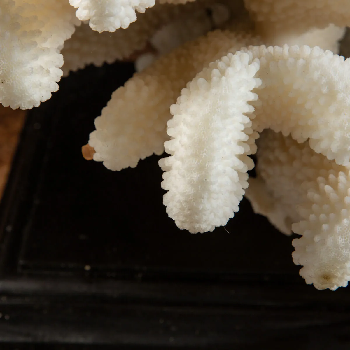 Pocillopora Meandrina