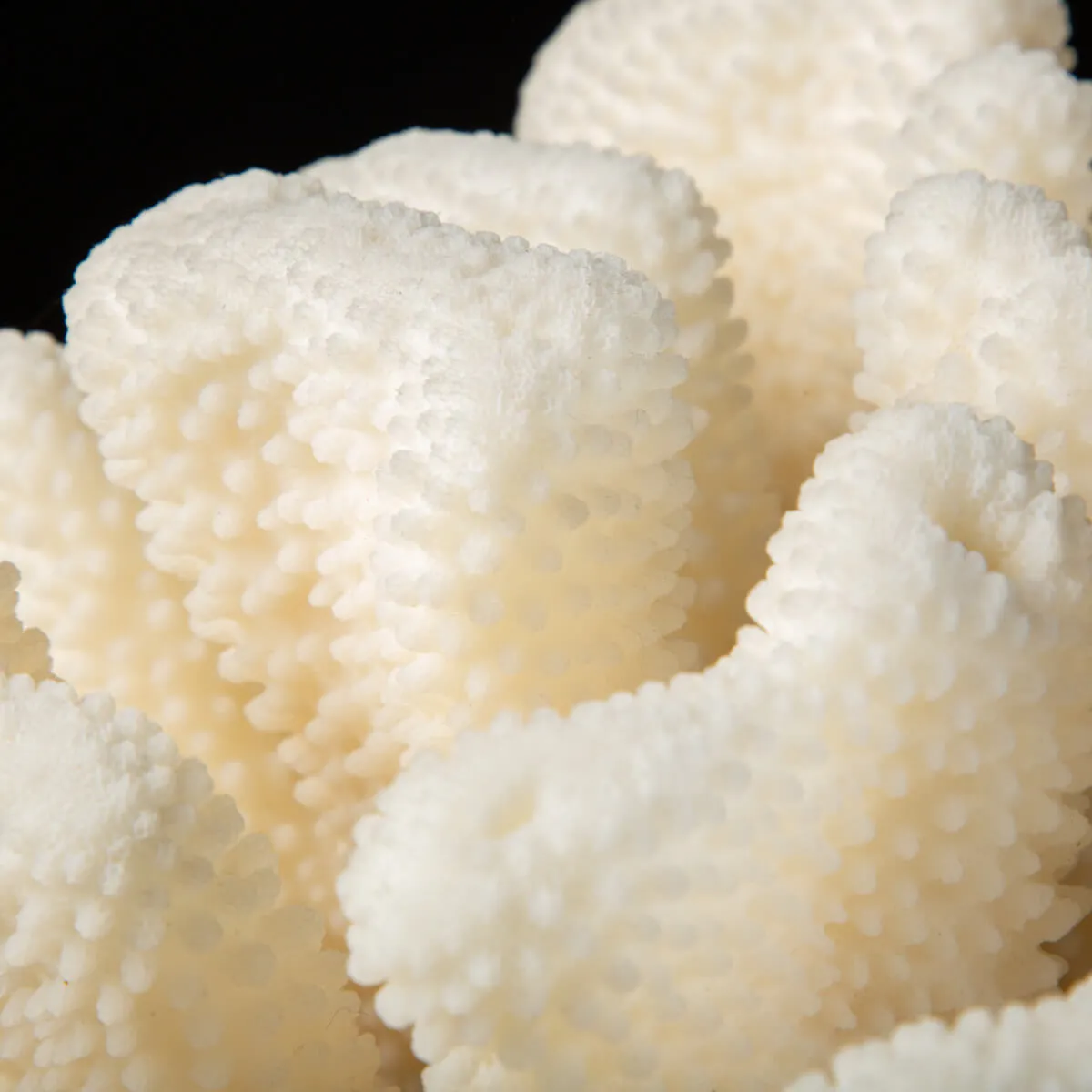 Pocillopora Meandrina