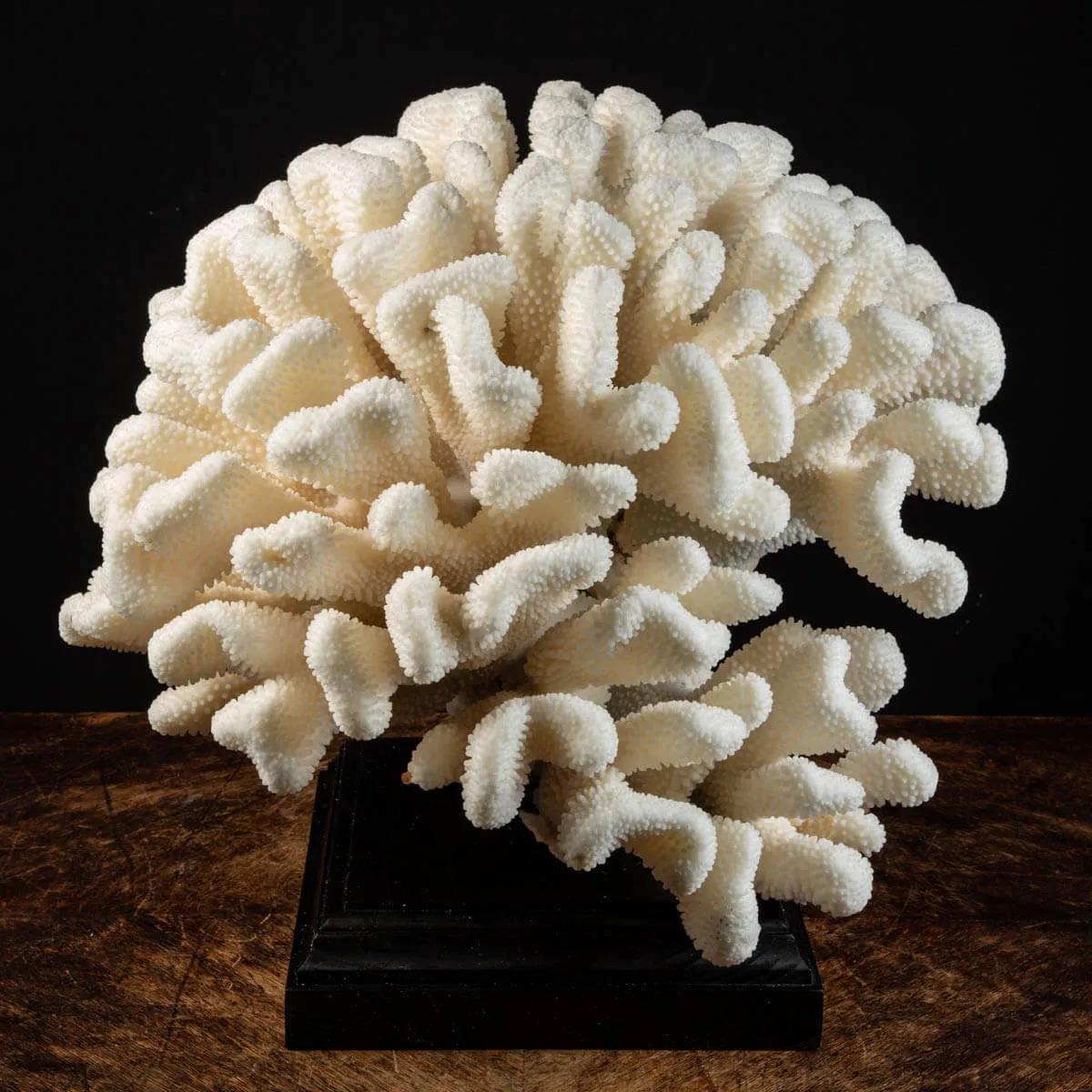 Pocillopora Meandrina