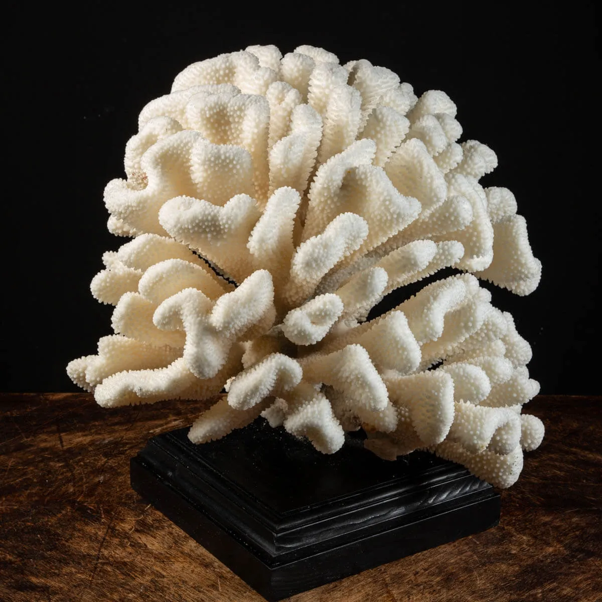 Pocillopora Meandrina