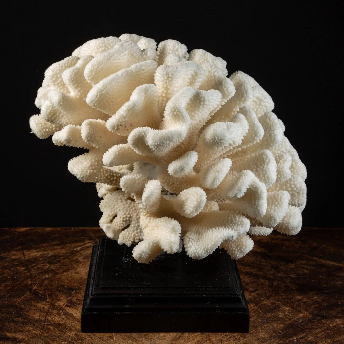 Pocillopora Meandrina