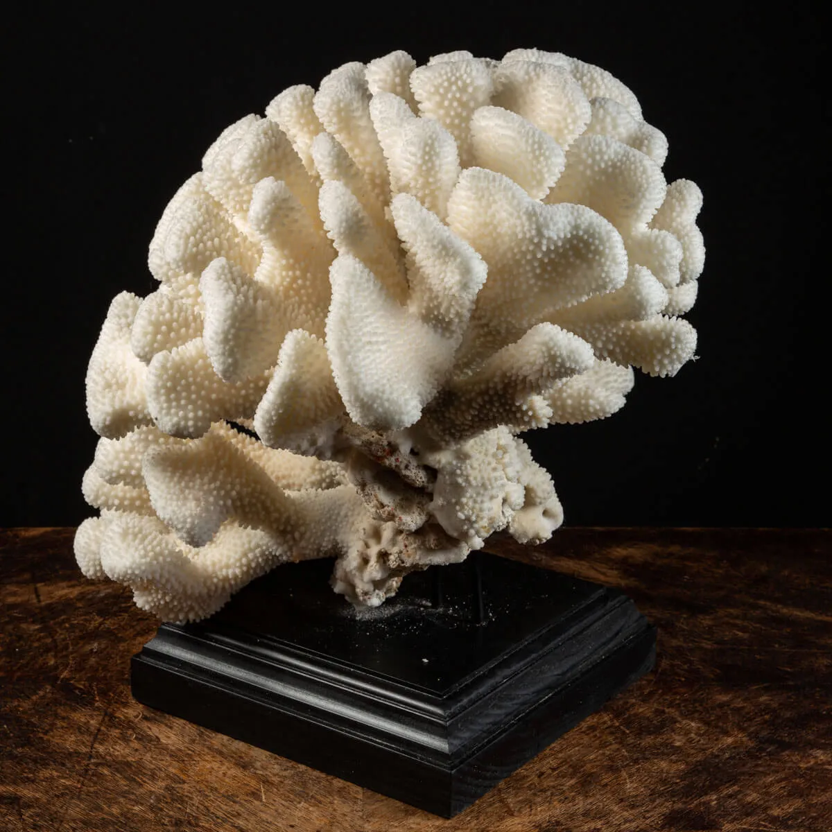 Pocillopora Meandrina