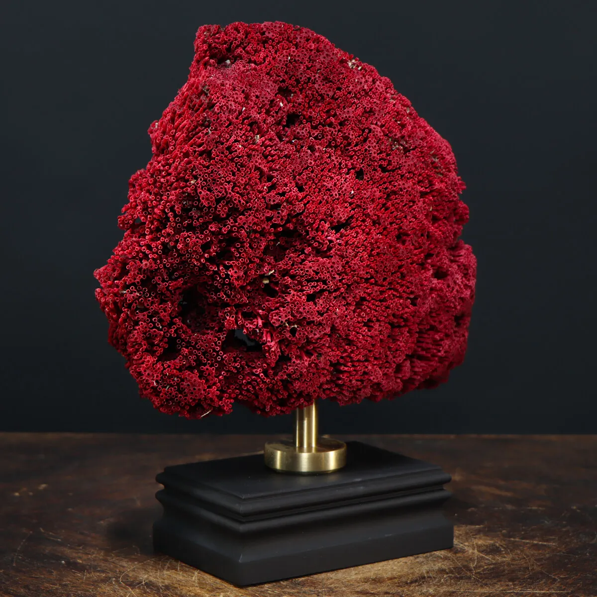 Tubipora Musica
