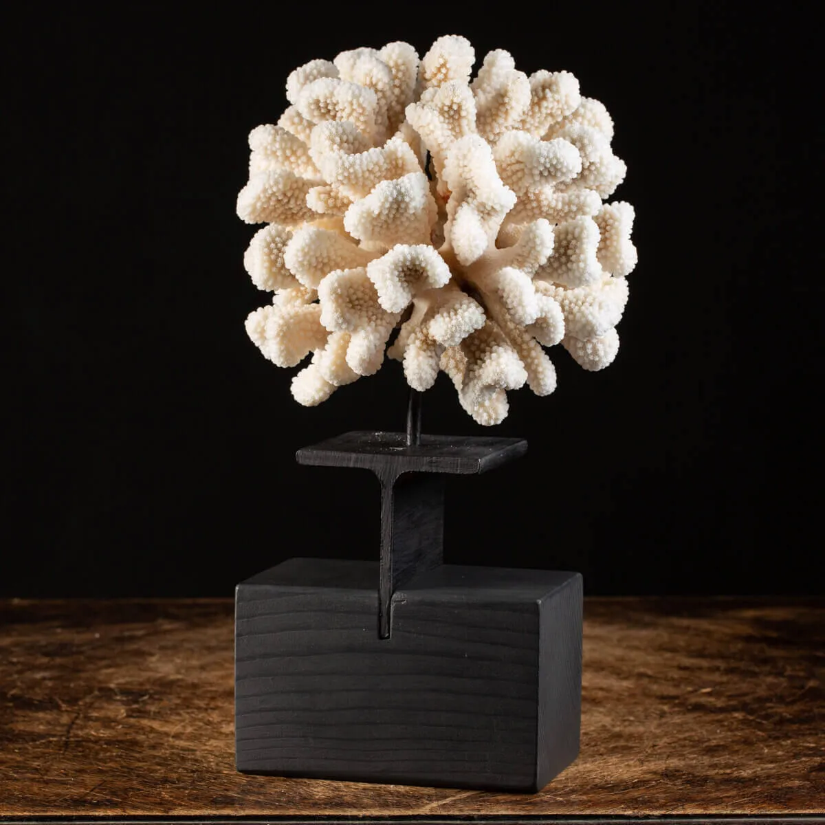 Pocillopora Meandrina