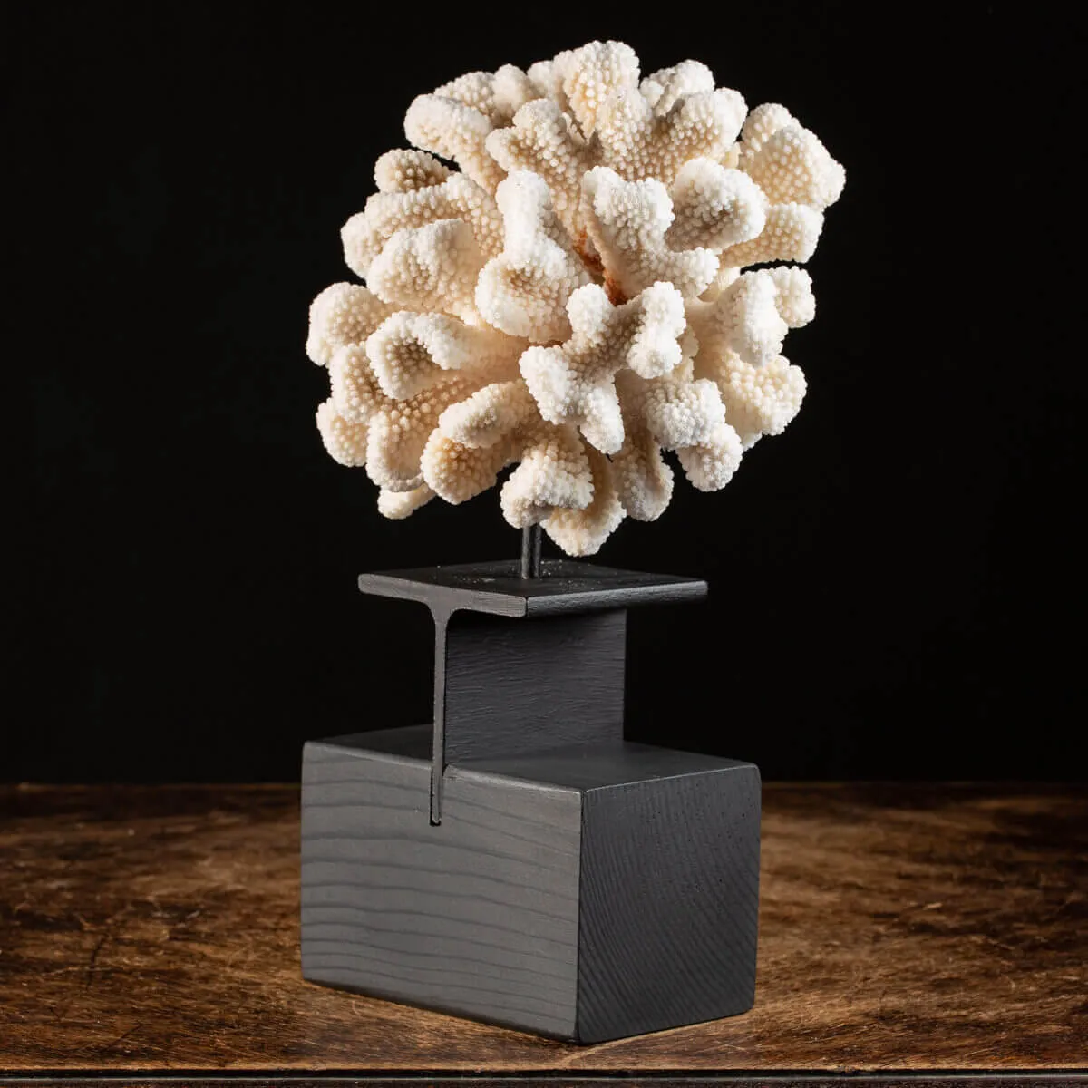 Pocillopora Meandrina