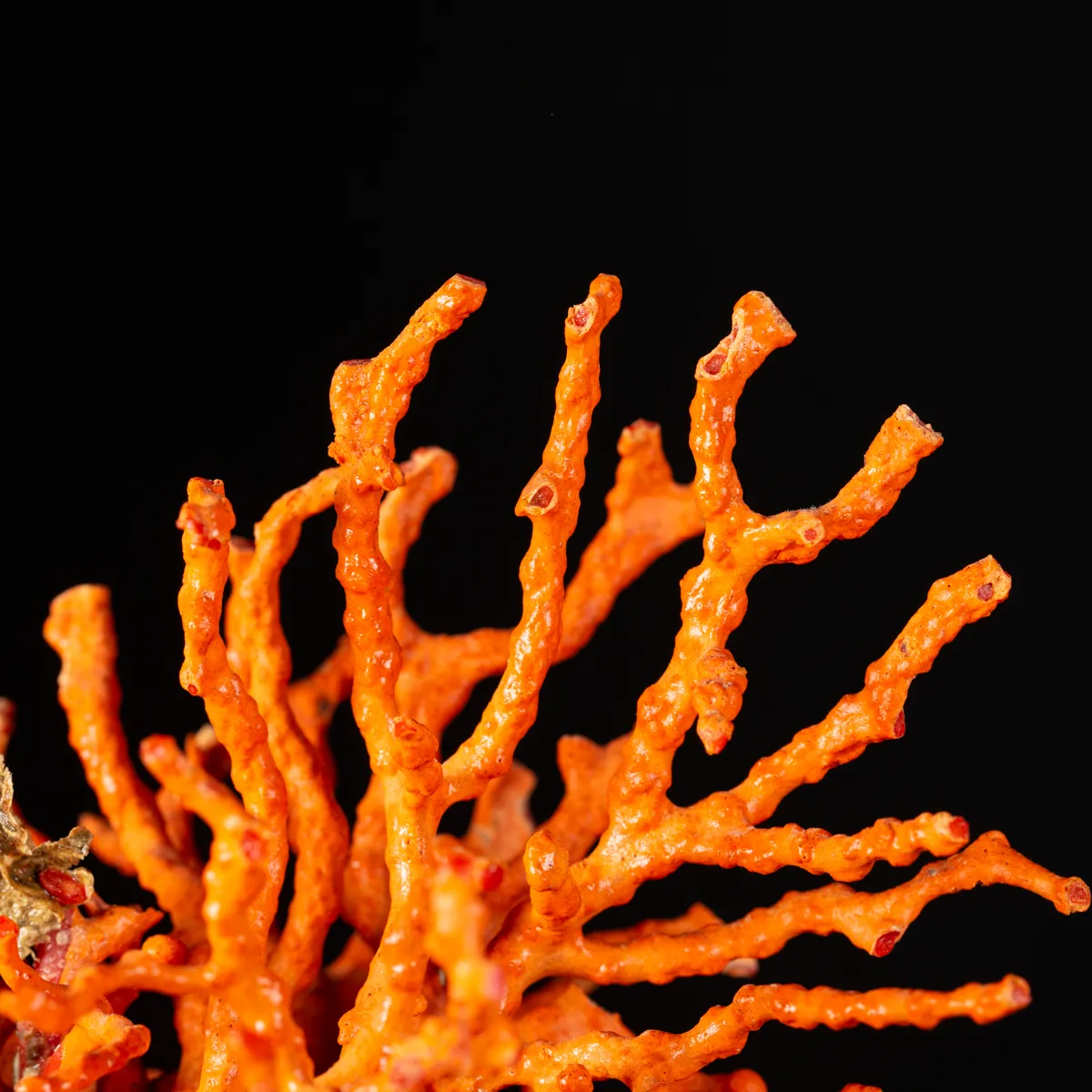 Corallo Rosso - Alghero, Sardegna