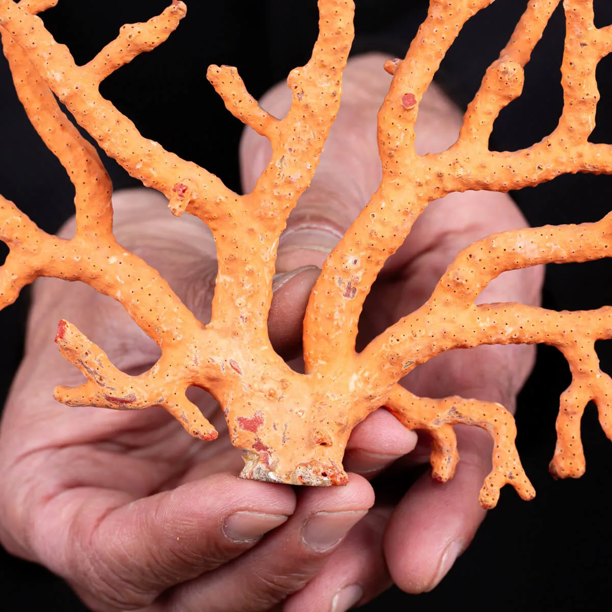 Ramo di Corallo: Corallium Rubrum.