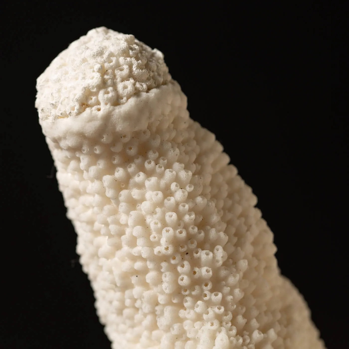 Acropora Palifera
