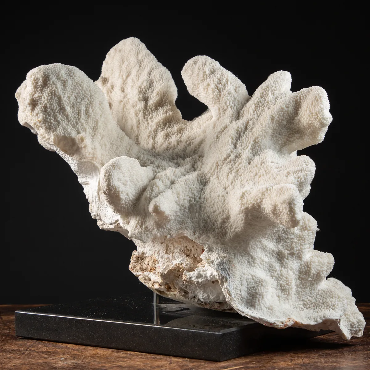 Acropora Palifera