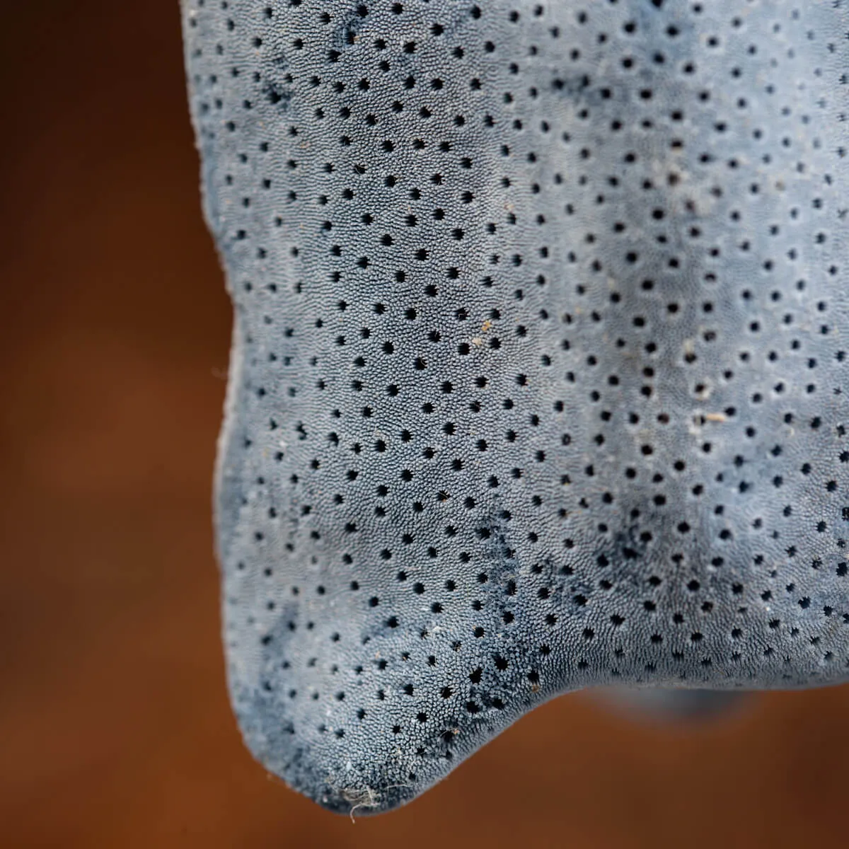 Heliopora Coerulea