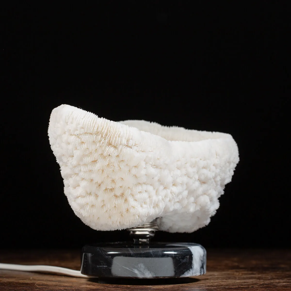 Halomitra Pileus Lampada