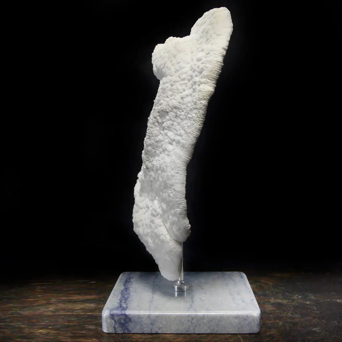 Halomitra Pileus