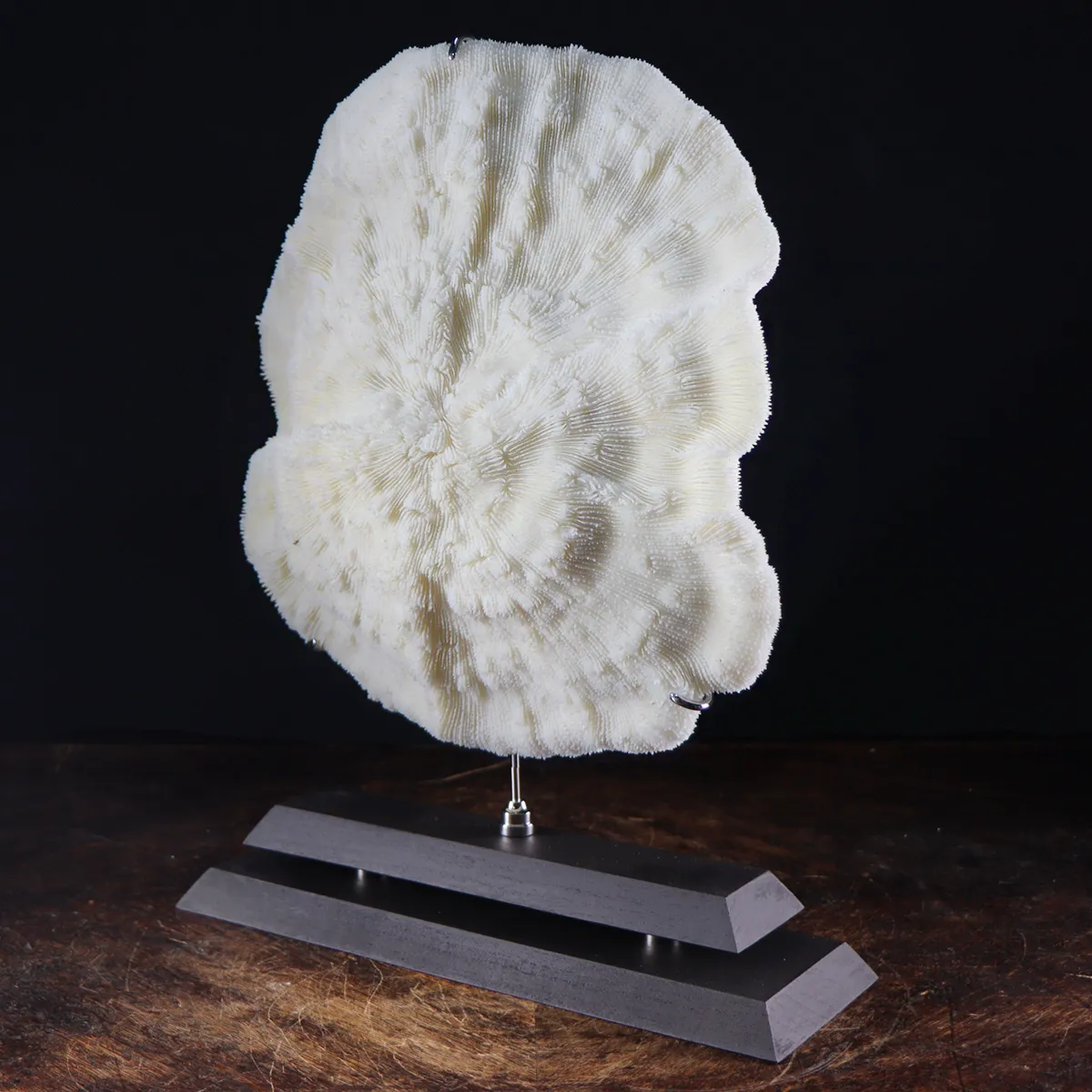 Halomitra Pileus