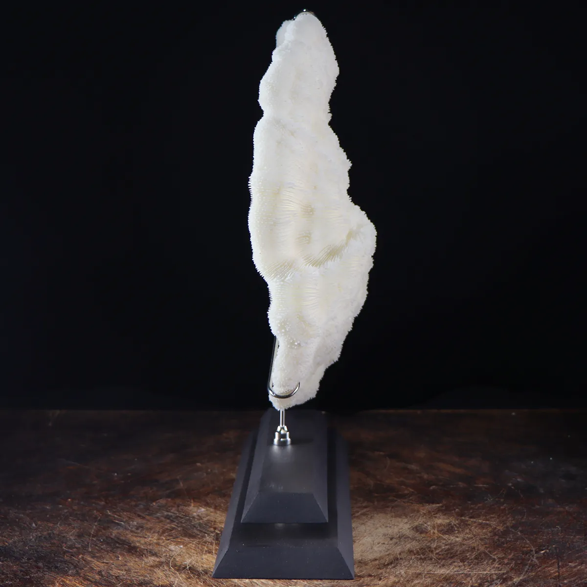 Halomitra Pileus