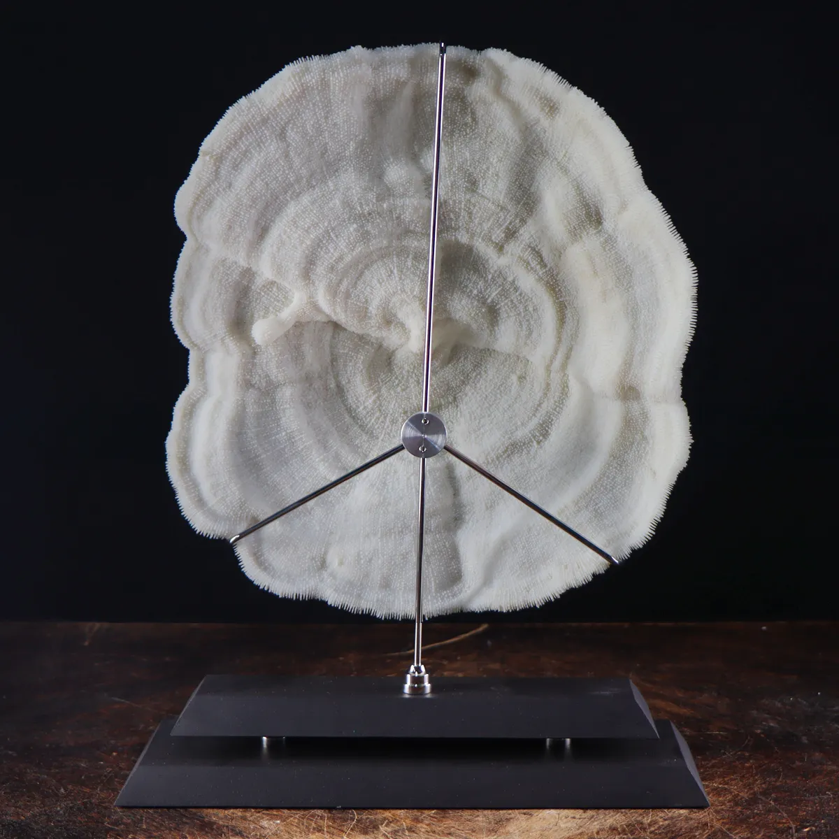 Halomitra Pileus