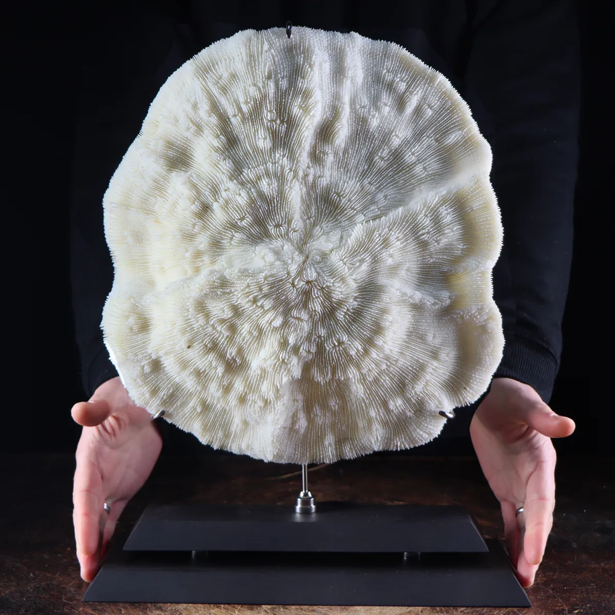Halomitra Pileus