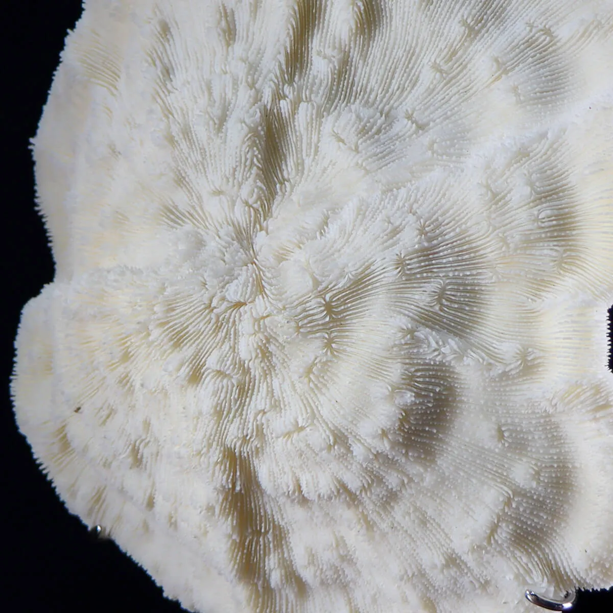 Halomitra Pileus