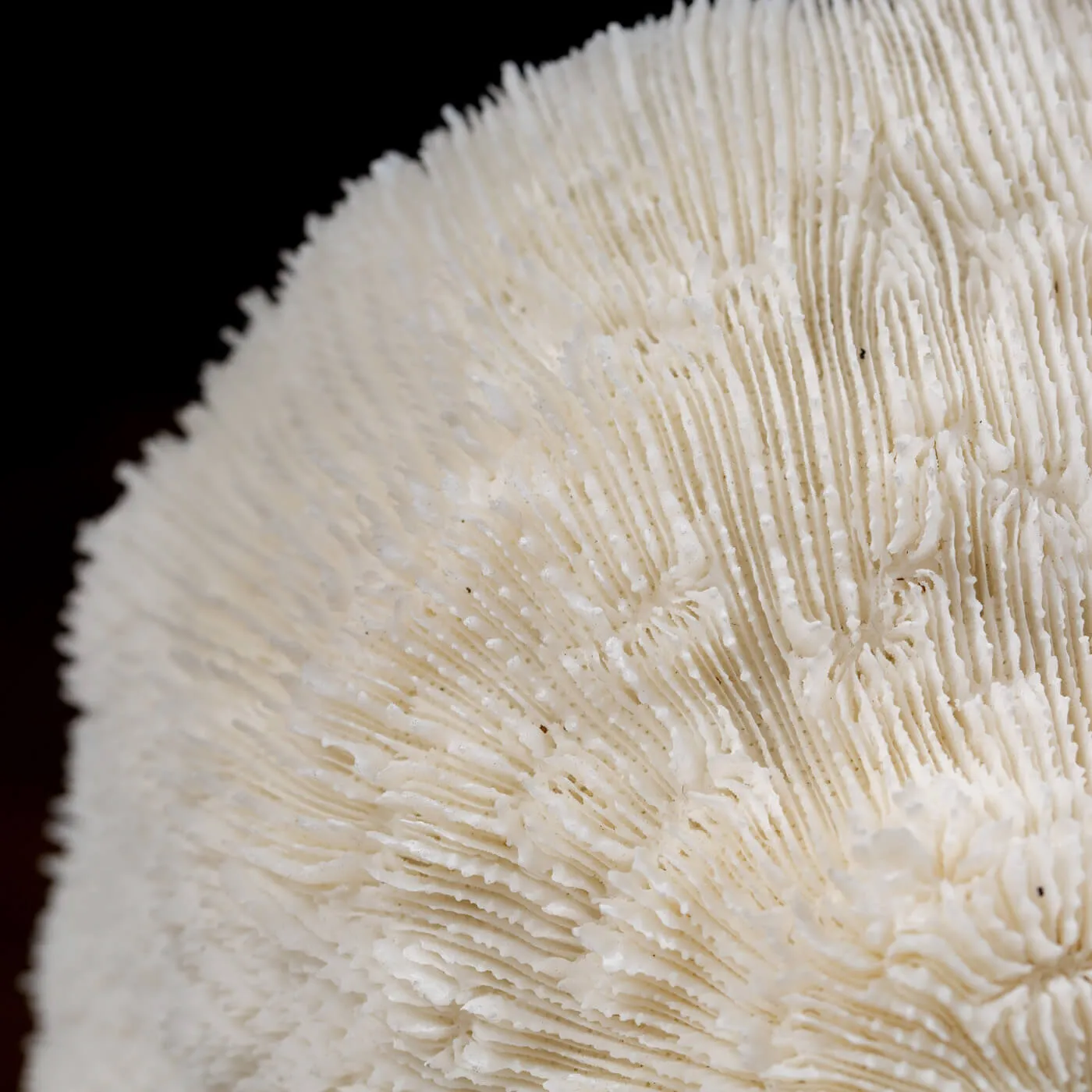 Halomitra Pileus