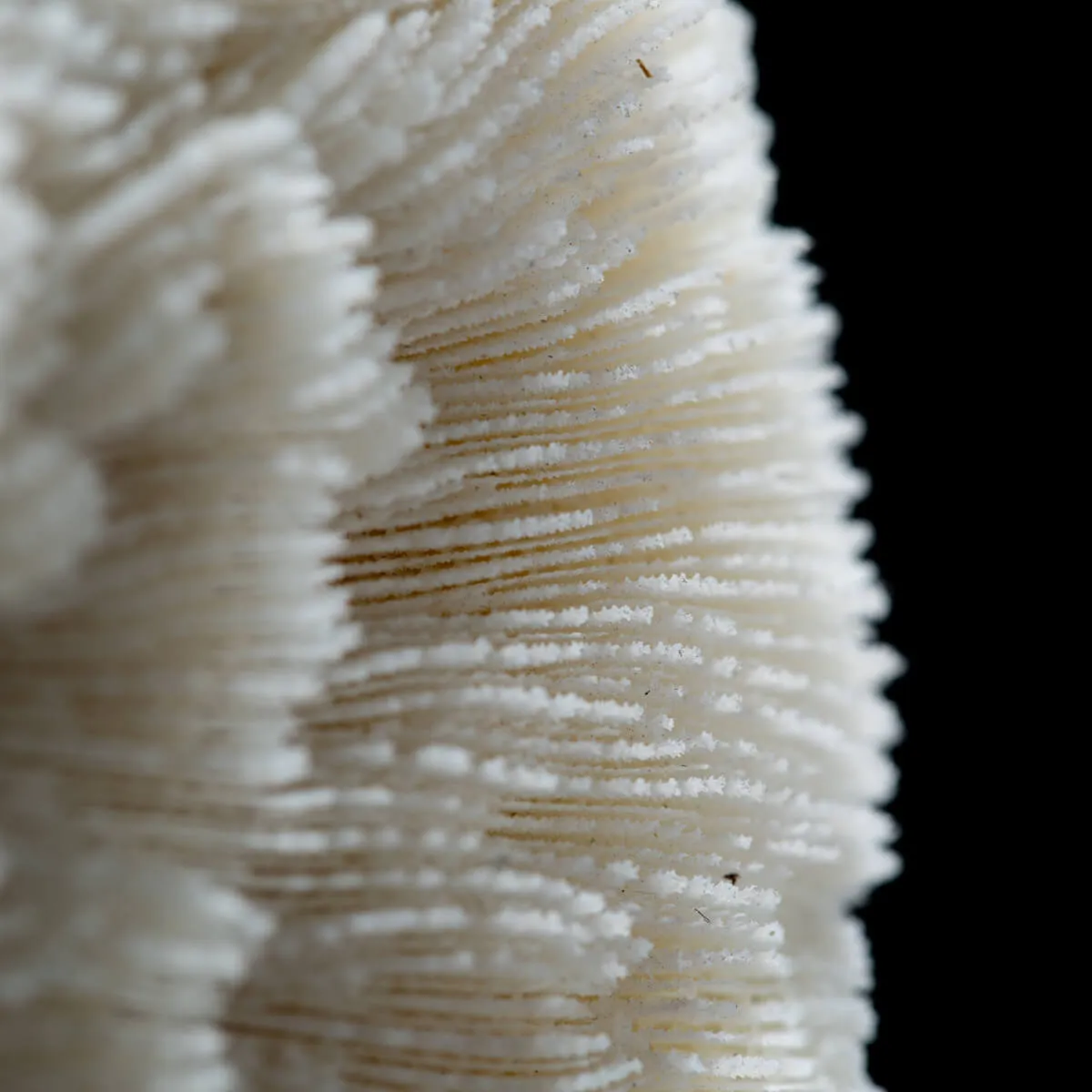 Halomitra Pileus