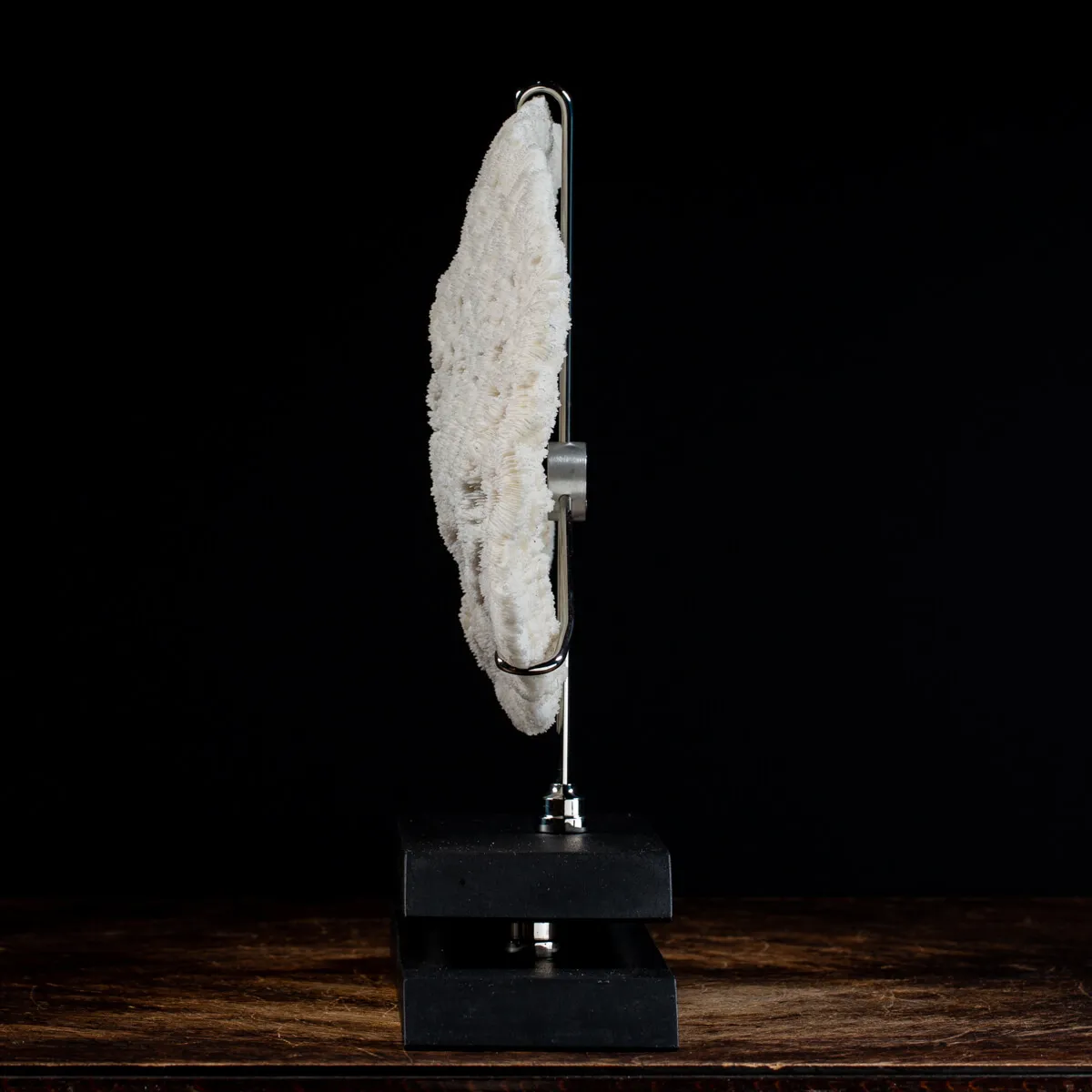 Halomitra Pileus