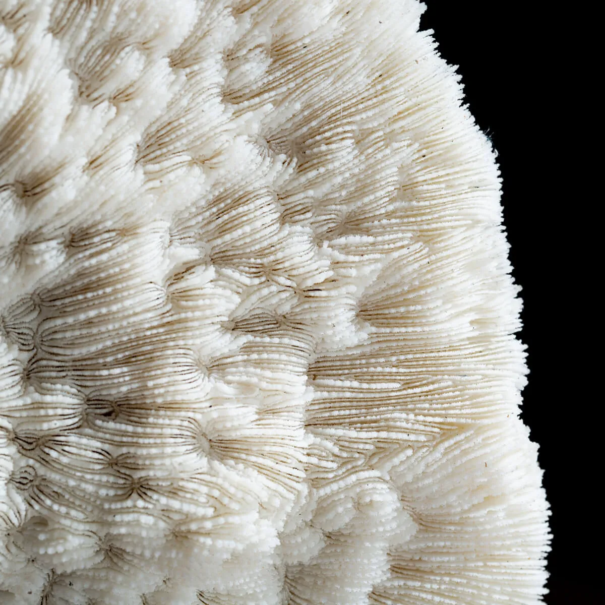 Halomitra Pileus
