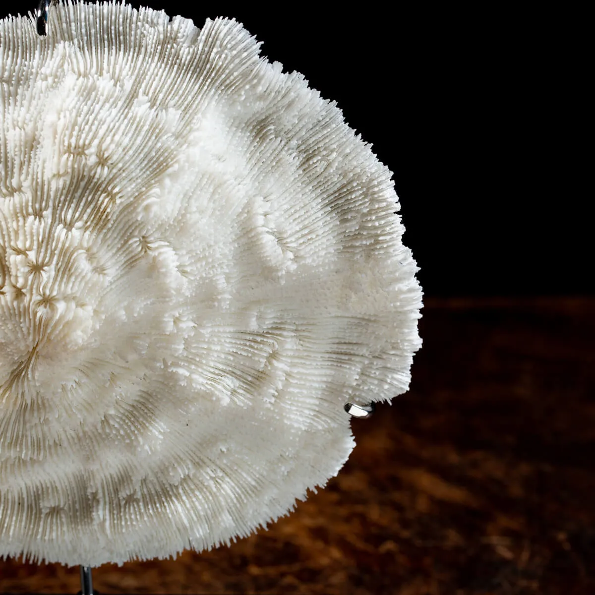 Halomitra Pileus