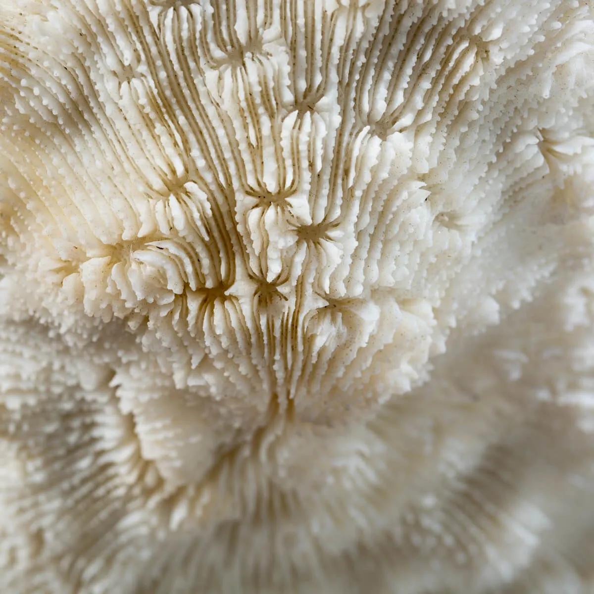 Halomitra Pileus