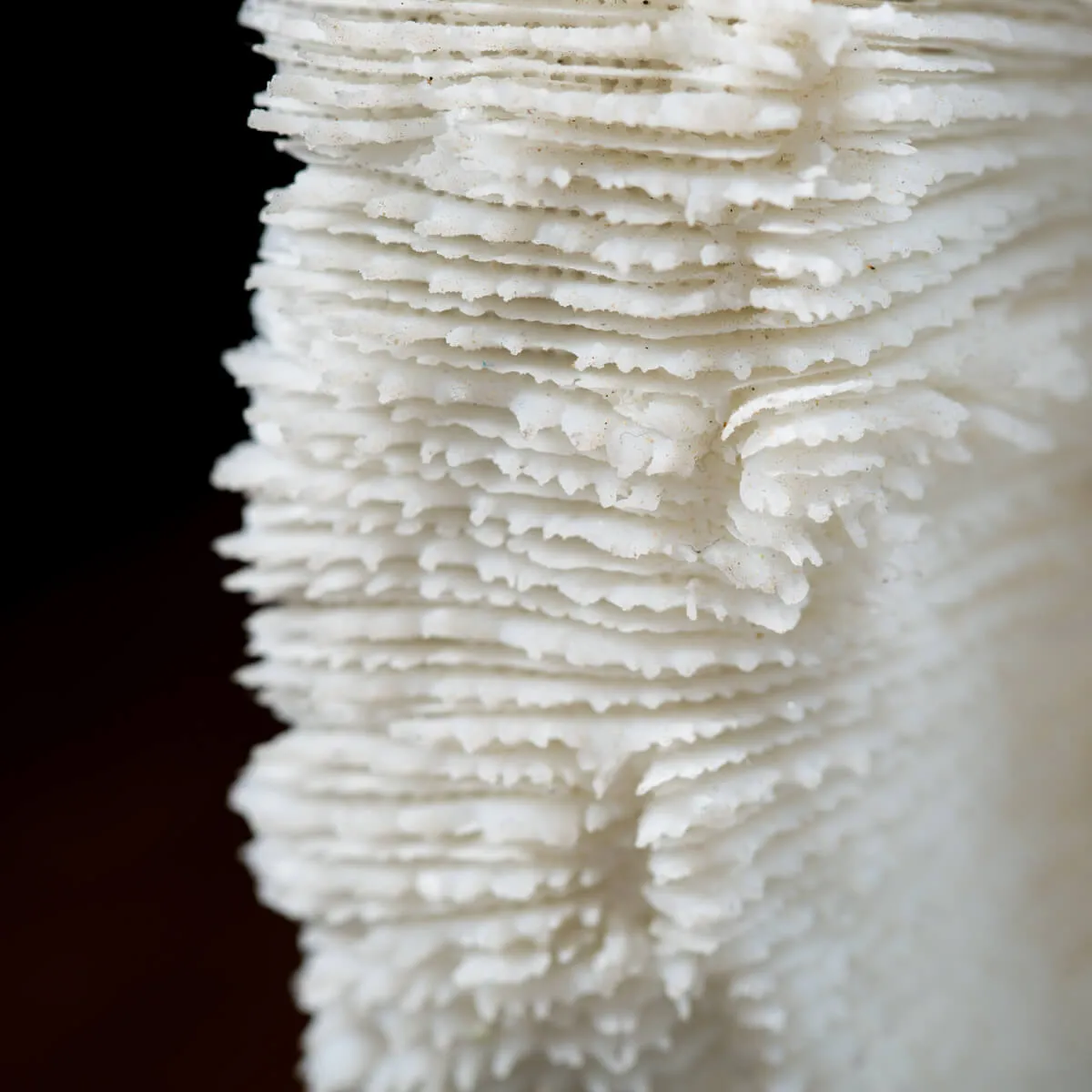 Halomitra Pileus