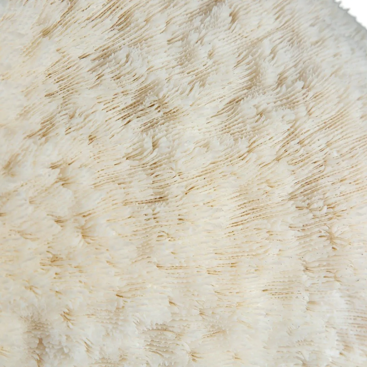 Elegante Corallo Halomitra Pileus su Base.