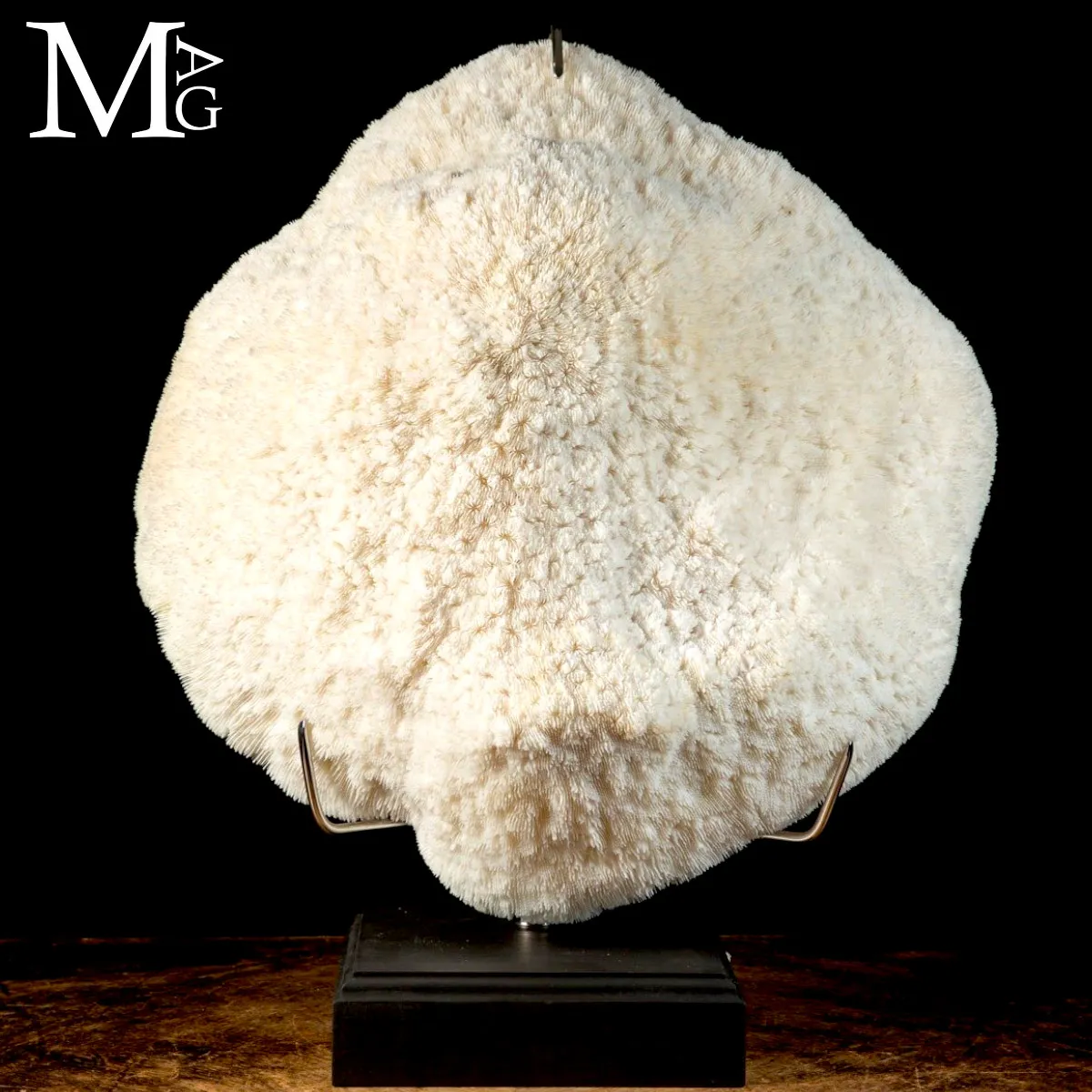 Elegante Corallo Halomitra Pileus su Base.