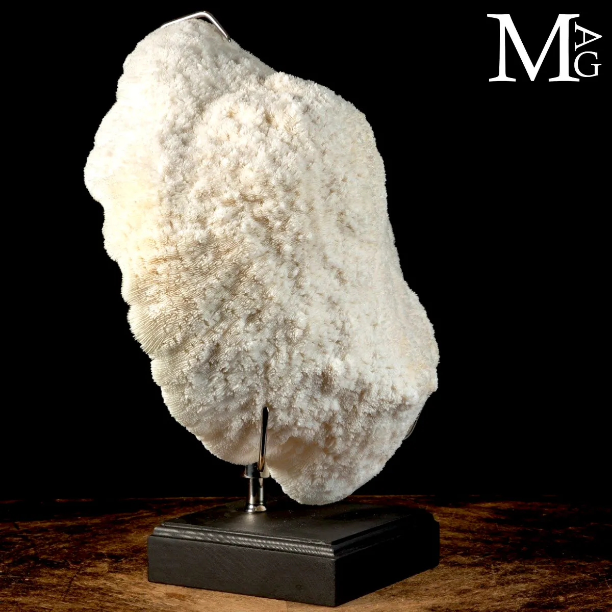 Elegante Corallo Halomitra Pileus su Base.