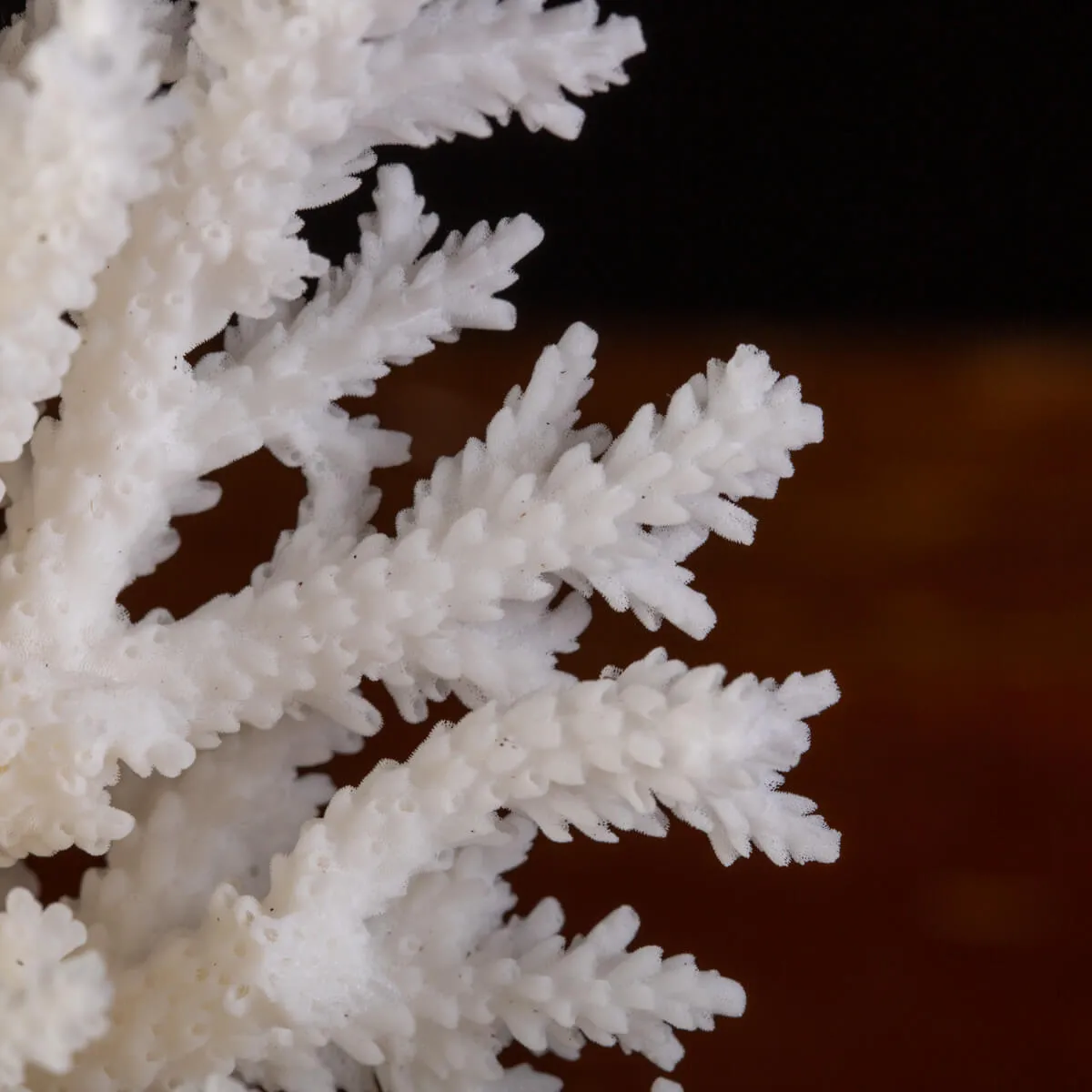 Corallo, Acropora: Meraviglie Marine nell'Interior Design.