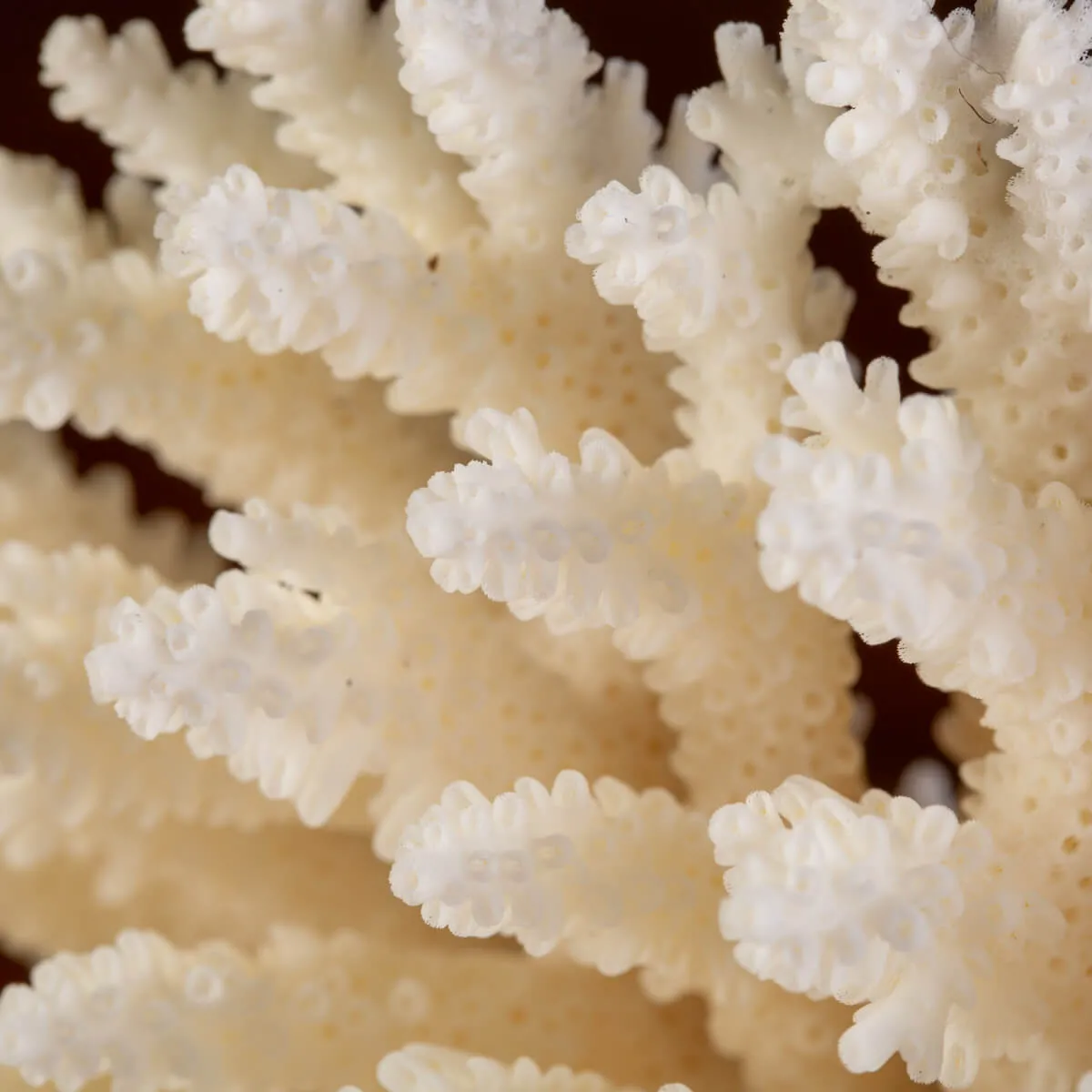 Esemplare di Acropora Latistella su base decorativa.