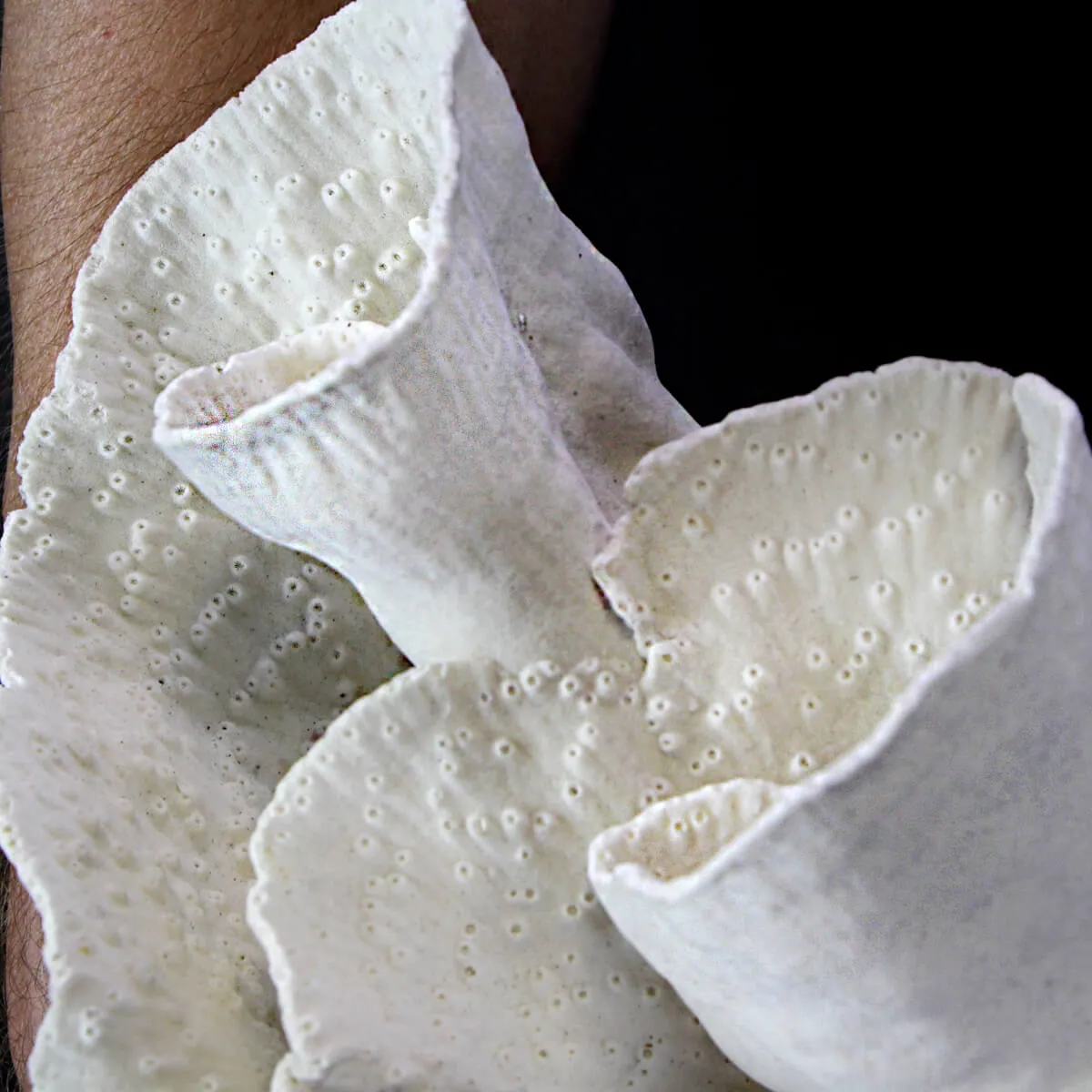 Madrepora Turbinaria Mesenterina