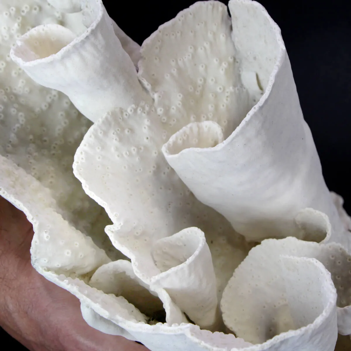 Madrepora Turbinaria Mesenterina