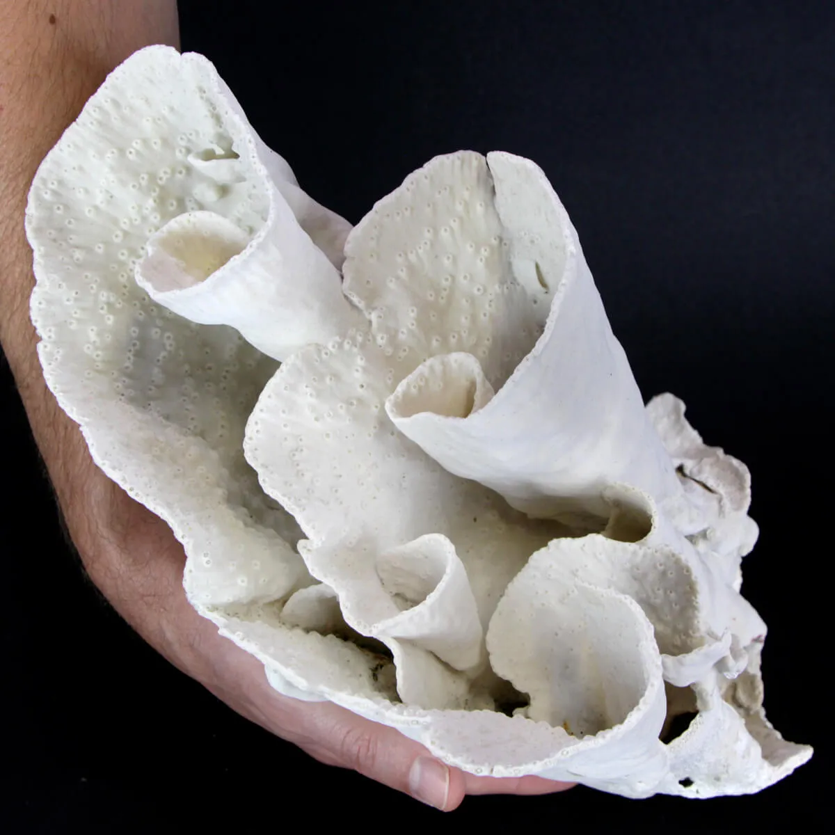 Madrepora Turbinaria Mesenterina