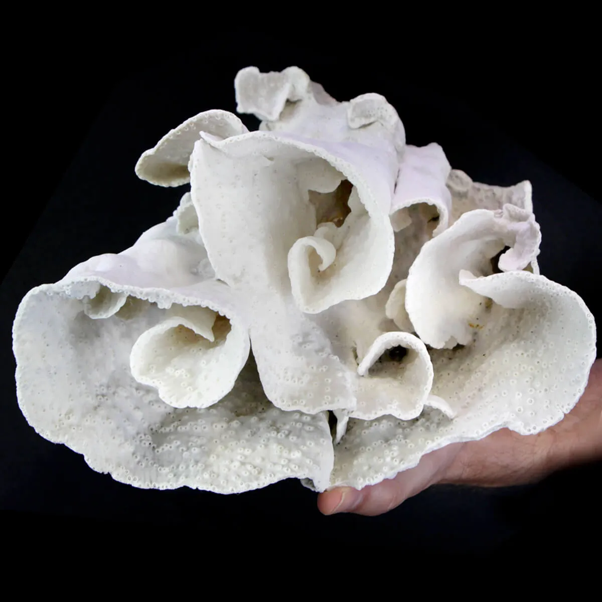 Madrepora Turbinaria Mesenterina