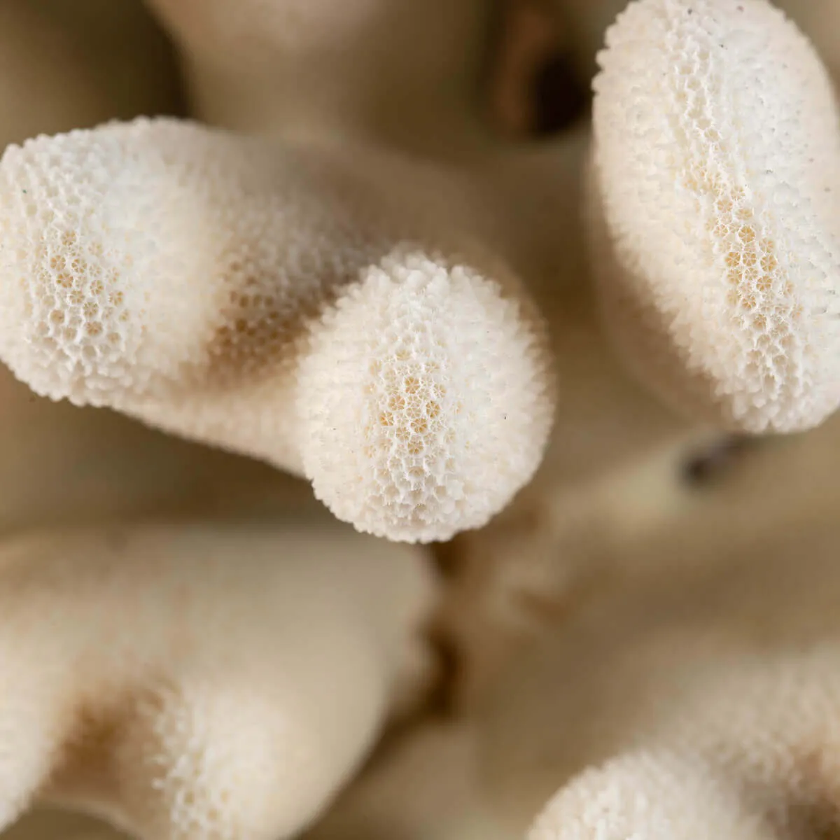 Stylophora Pistillata