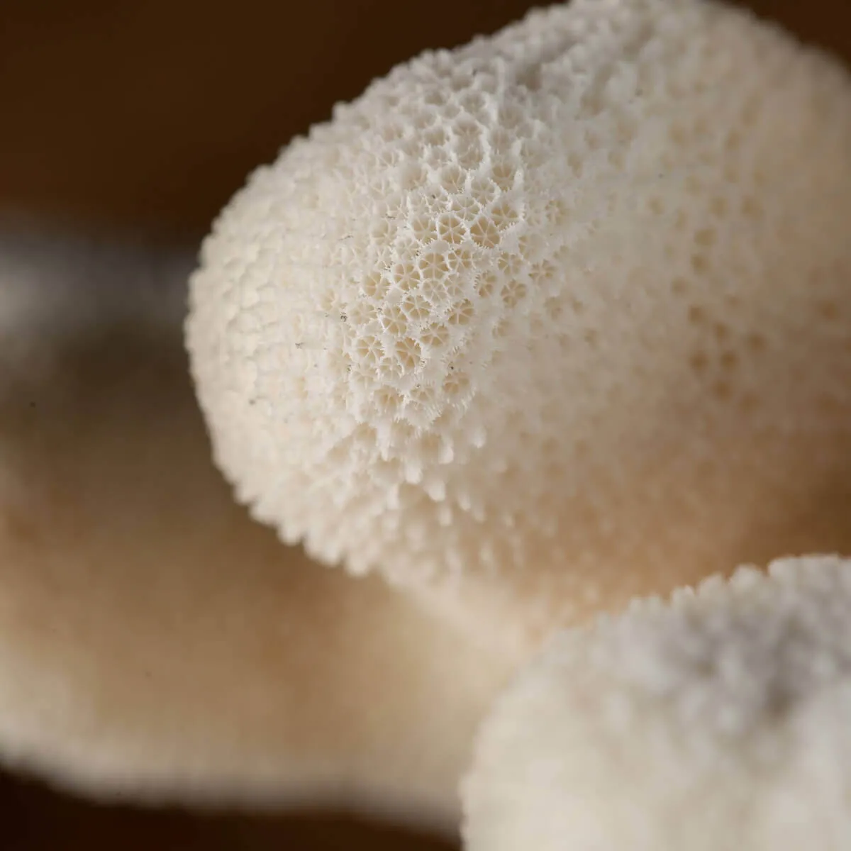 Stylophora Pistillata