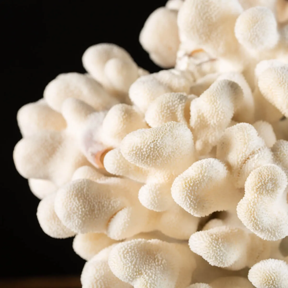 Stylophora Pistillata