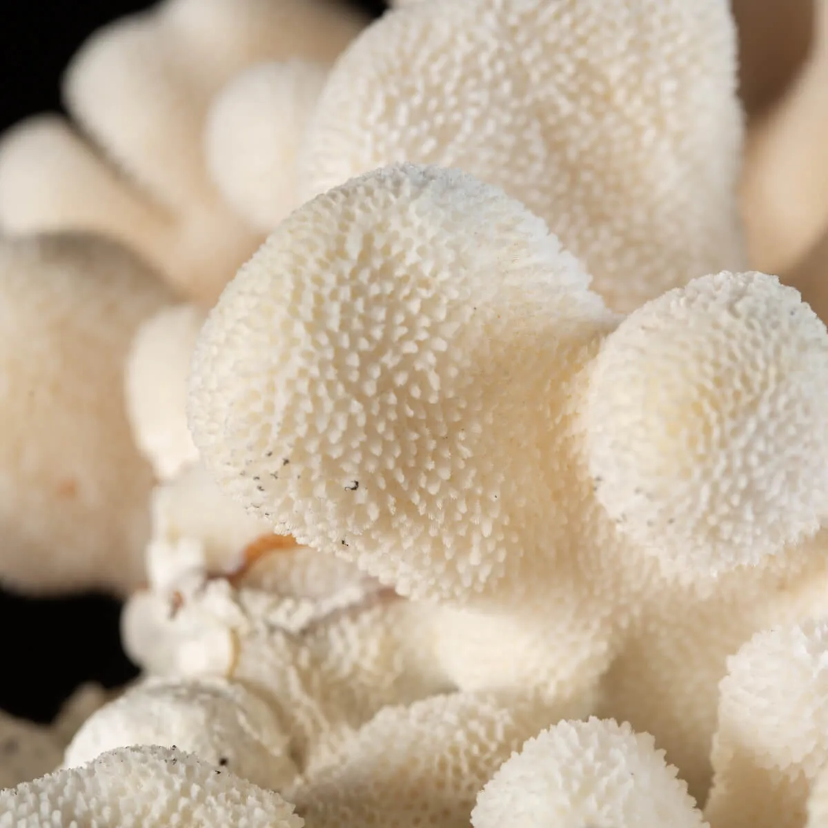 Stylophora Pistillata
