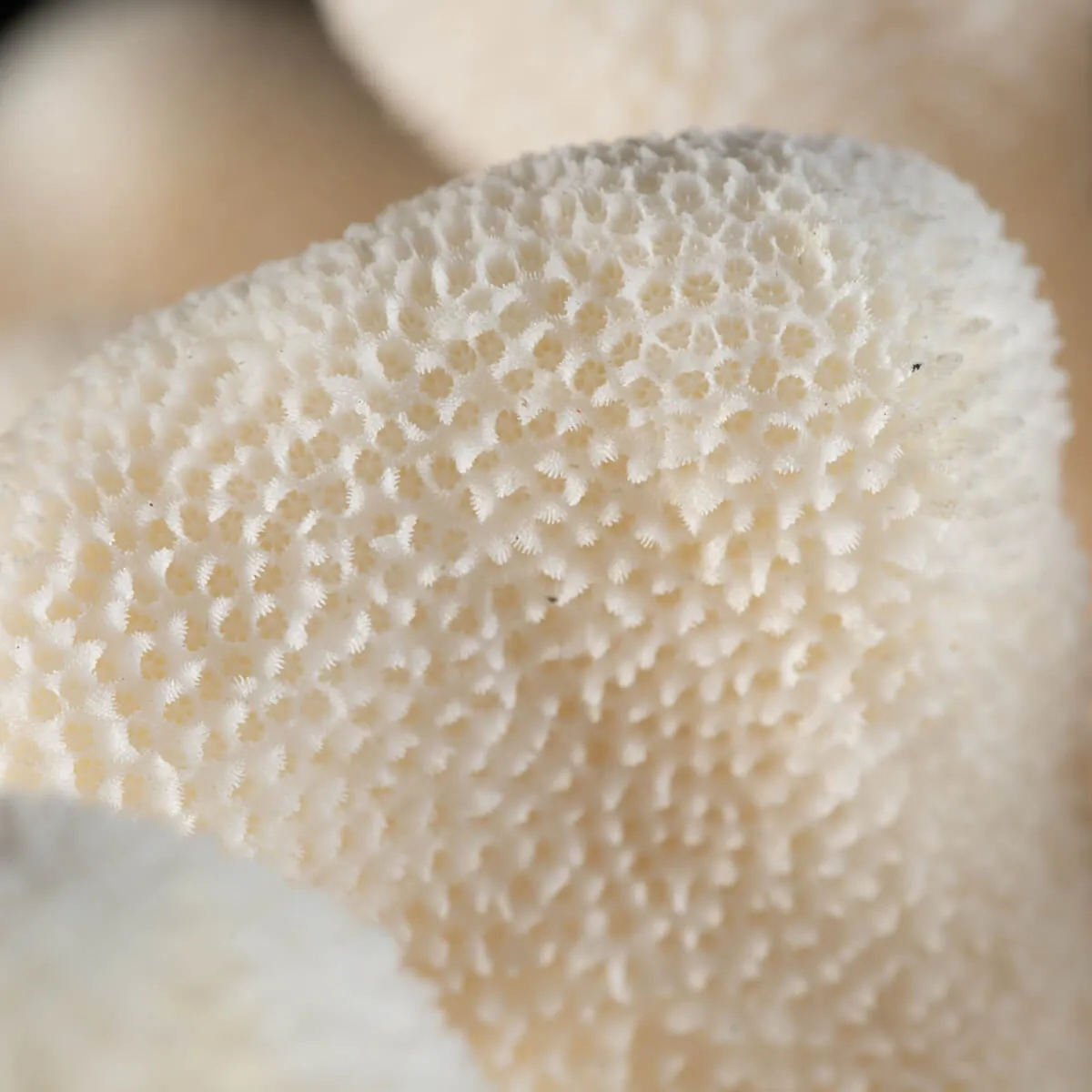 Stylophora Pistillata