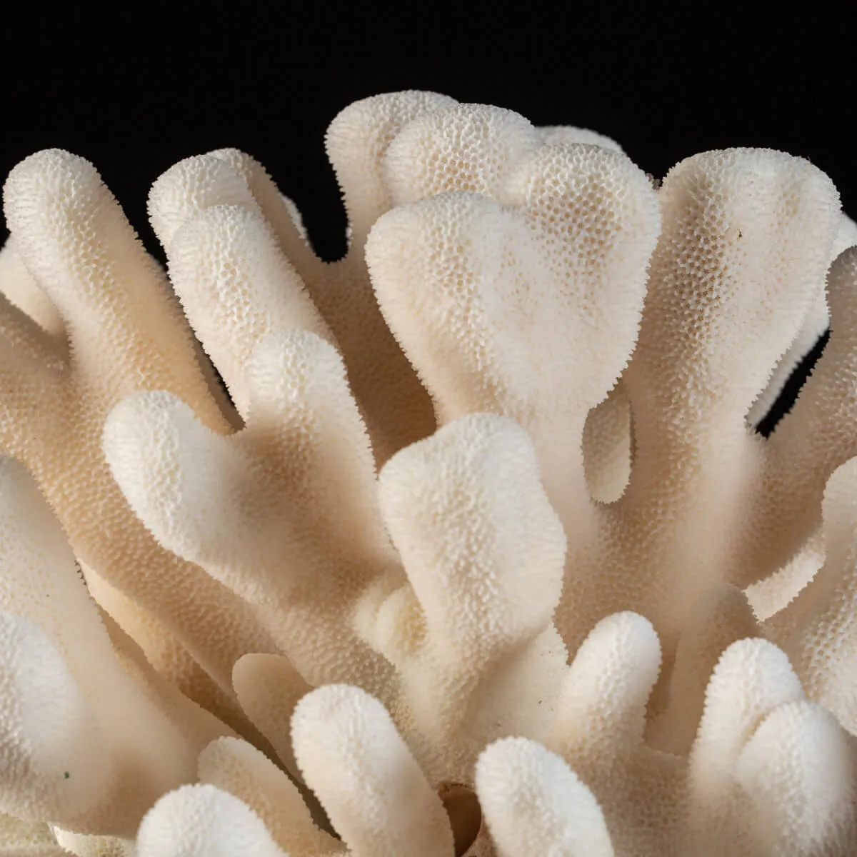 Stylophora Pistillata su Base