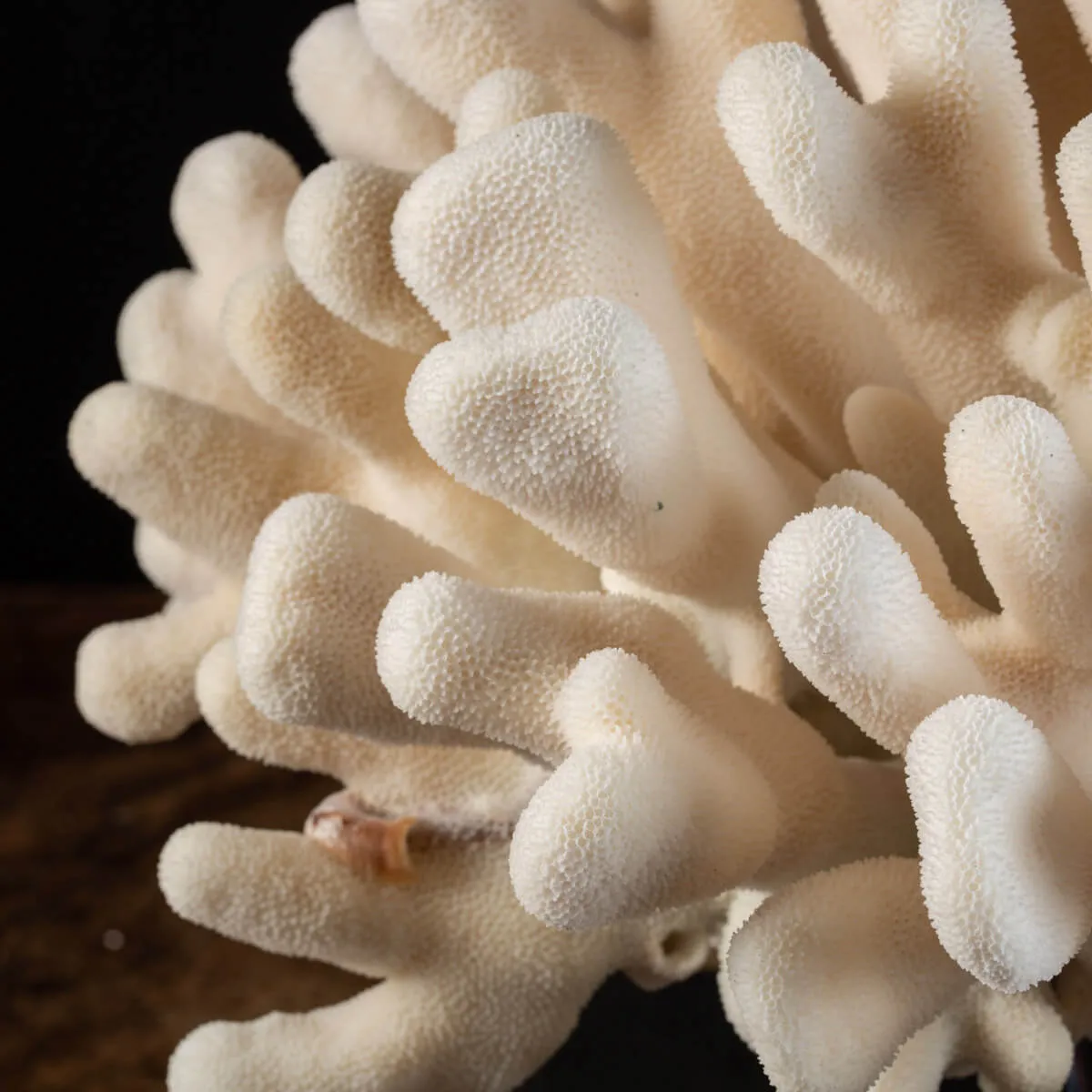 Stylophora Pistillata su Base