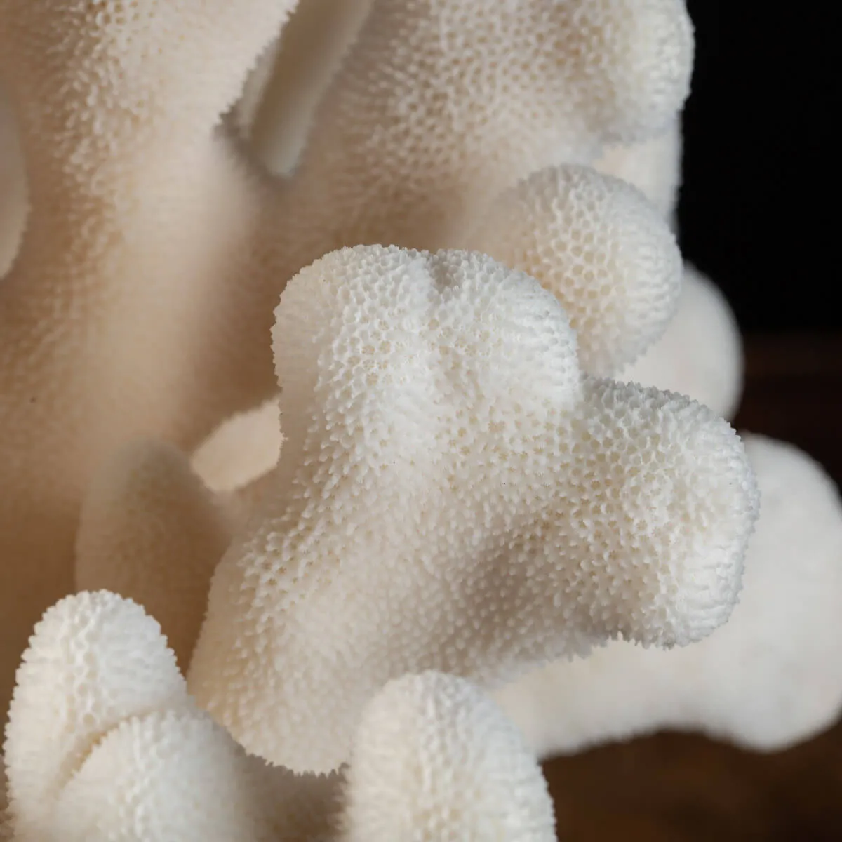 Stylophora Pistillata su Base