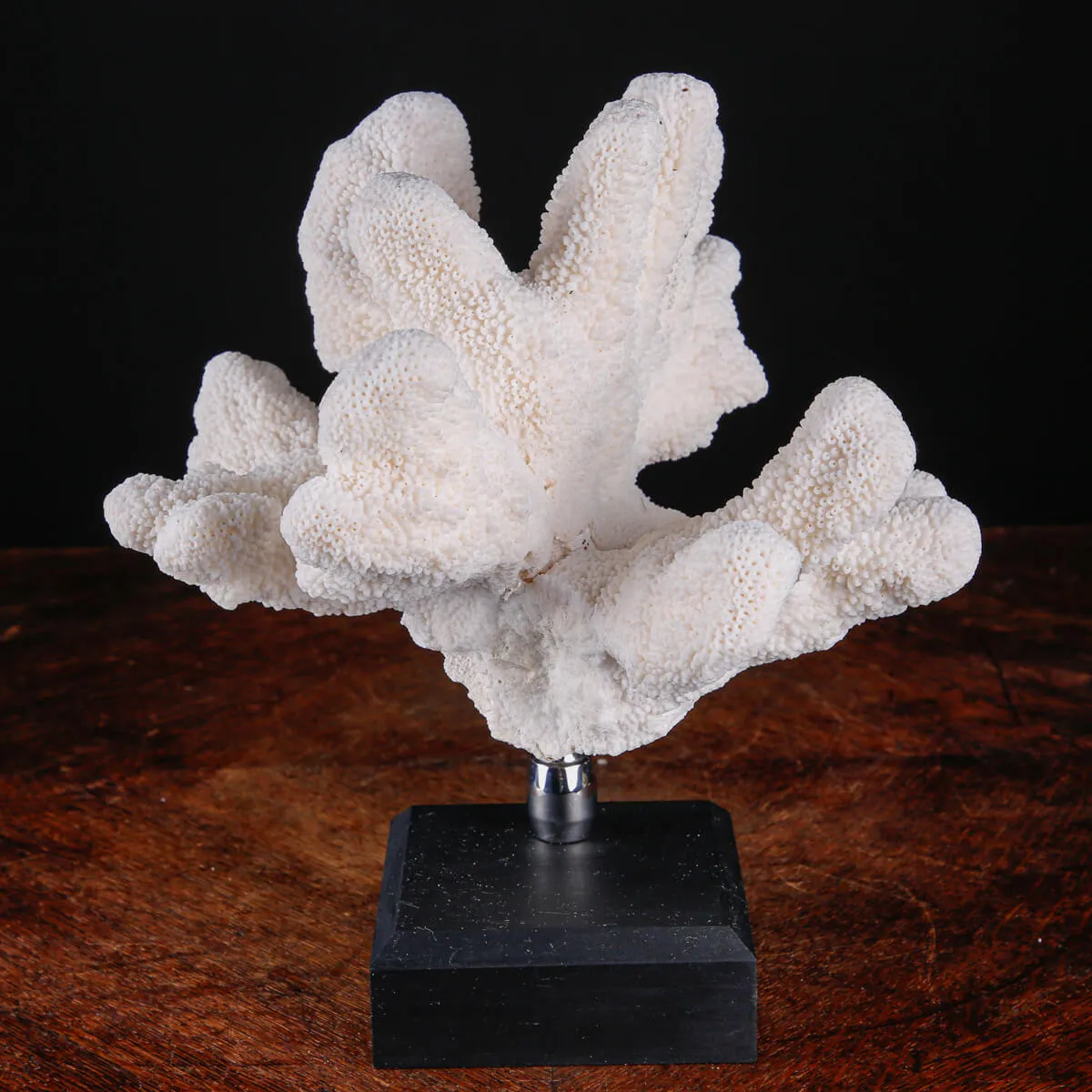 Stylophora Pistillata – Corallo su Base Decorativa.